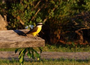 bird brazil pantanal