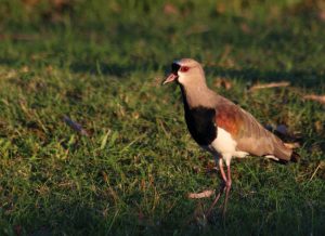 bird brazil pantanal