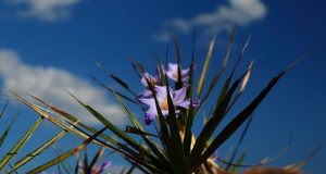 flowers brazil