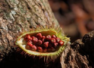 seeds brazil