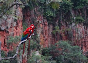 Parrots Bonito Brazil