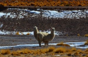 Llamas