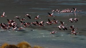 Flamingos Salar de Uyuni Bolivia