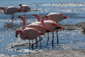 Flamingos Salar de Uyuni Bolivia