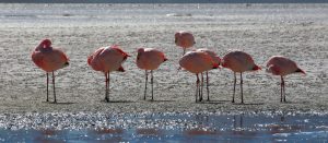 Flamingos Salar de Uyuni Bolivia