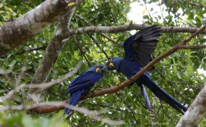 Macaws Pantanal Brazil