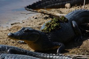 Caiman Pantanal Brazil