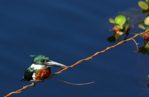 Kingfisher Pantanal