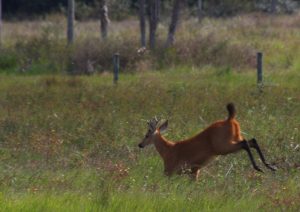 Deer South Pantanal Brazil