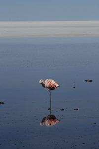 Flamingo Salar de Uyuni Bolivia