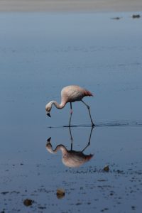 Flamingo Salar de Uyuni Bolivia