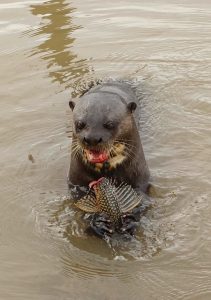 Giant otter Pantanal Brazil