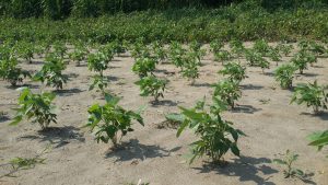 peanut plants bolivian amazon