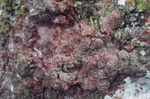 Tree turmites (Marcus' energy-snack!)