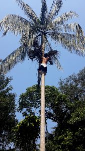 climbing the acai tree