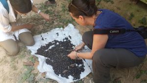 Sorting acai berries