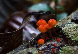 jungle fungi