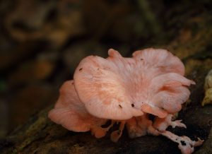 Amazon fungi