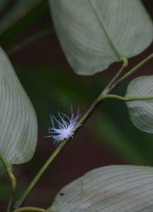 The white fluff is an insect, crawling up the branch