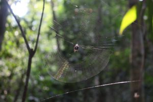 jungle spider