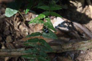 jungle beetle