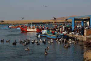 Pelicans Paracas Peru