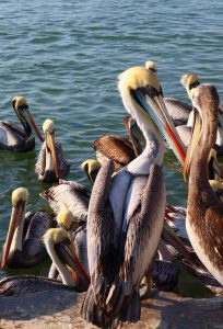 Pelicans Paracas Peru