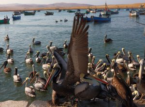 Pelicans Paracas Peru