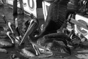 Pelicans Paracas Peru