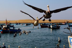 Pelicans Paracas Peru