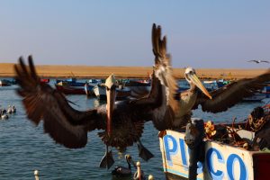 Pelicans Paracas Peru