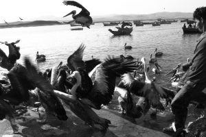 Pelicans Paracas Peru