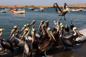 Pelicans Peru