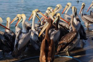 Pelicans