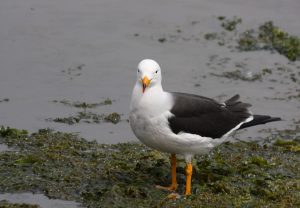 sea birds Peru