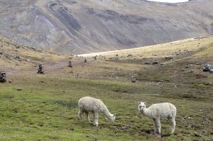 Alpacas Peru