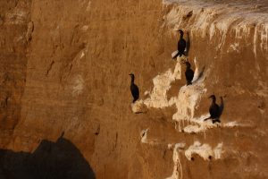 Peru cliff birds