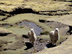 Alpacas