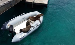 seals in boat Galapagos