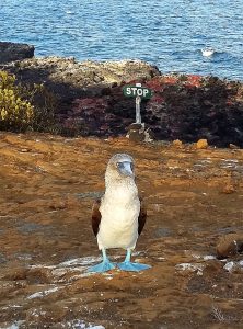 blue footed boobie Galapagos