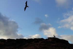 bird watching bird Galapagos