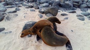 seals Galapagos