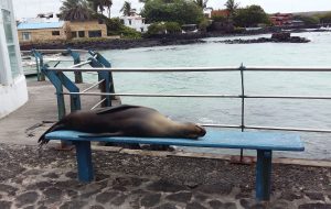 seal bench Galapagos