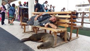 seal bench Galapagos