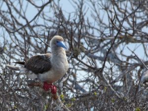 red footed boobie Galapagos