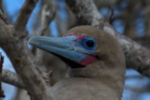 boobie Galapagos