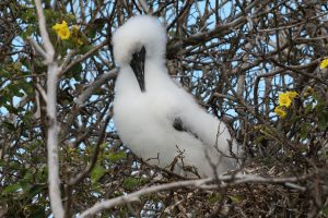 babybird Galapagos