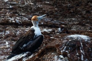 Galapagos bird