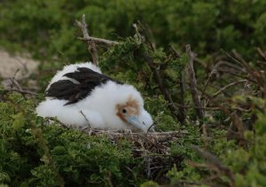 baby bird Galapagos