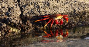 Sally Lightfoot crab Galapagos